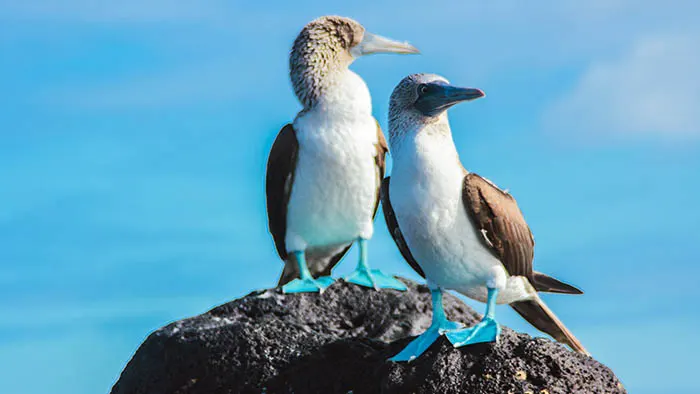 Blue footed boobies