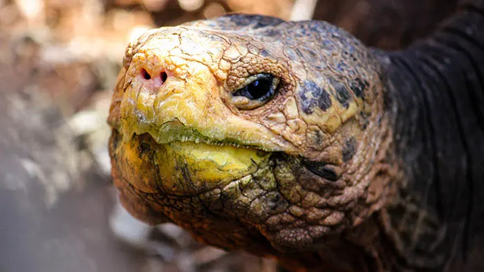 Giant Tortoise Close up