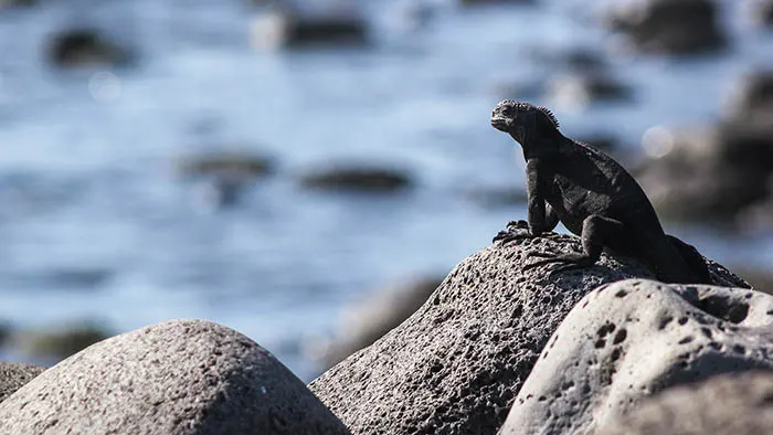 Iguana marina