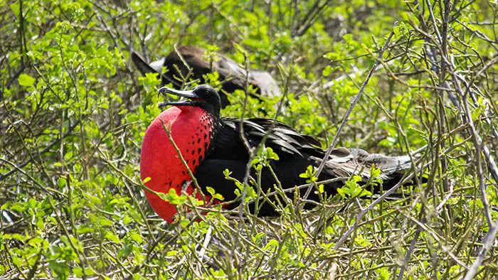 Magnificent Frigatebird