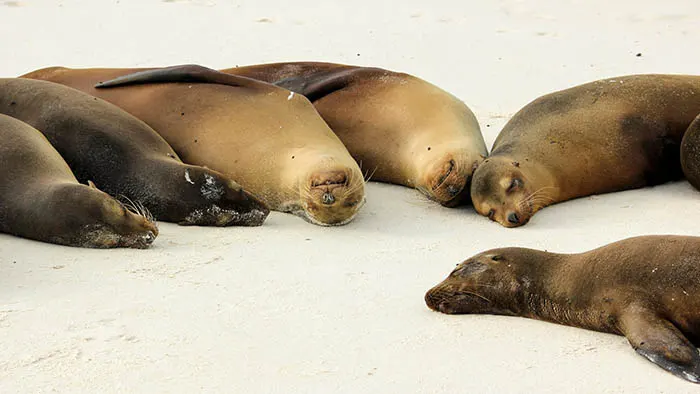Sea Lions